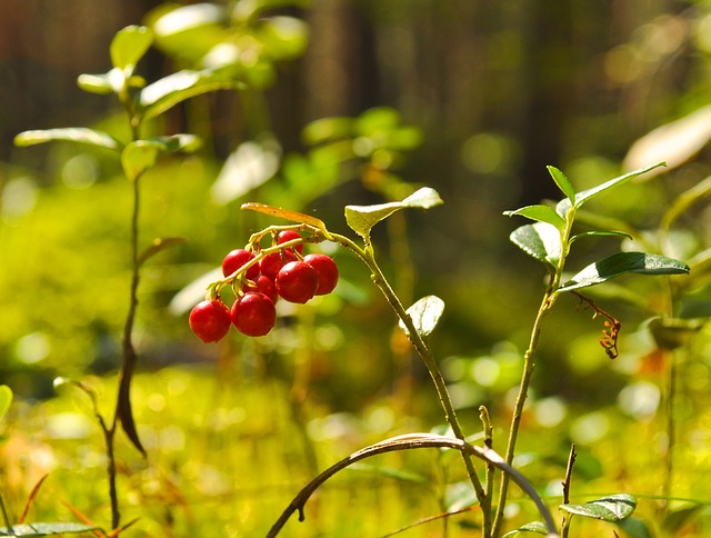 maxpixel.freegreatpicture.com-wild-food-useful-nature-red-cranberry-berry-71704.jpg